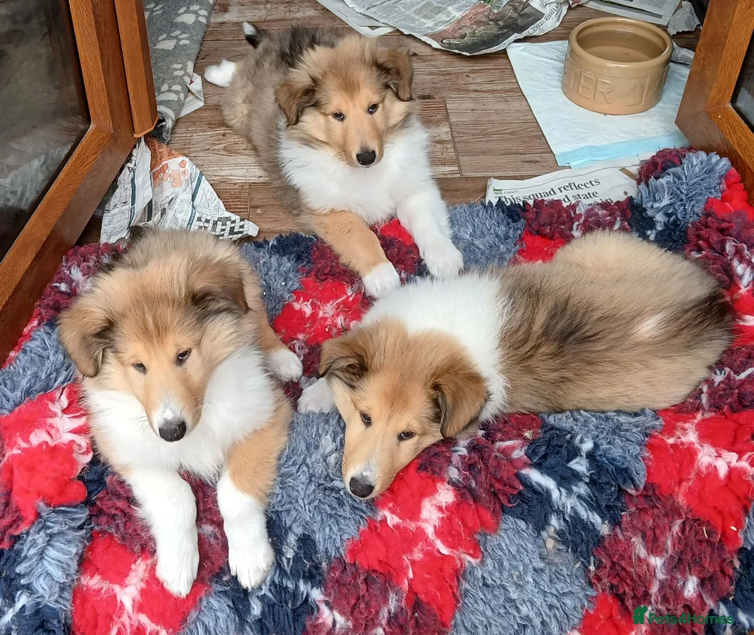 Rough Collie dogs for sale: Rough collie  in Tenterden - Advert 5