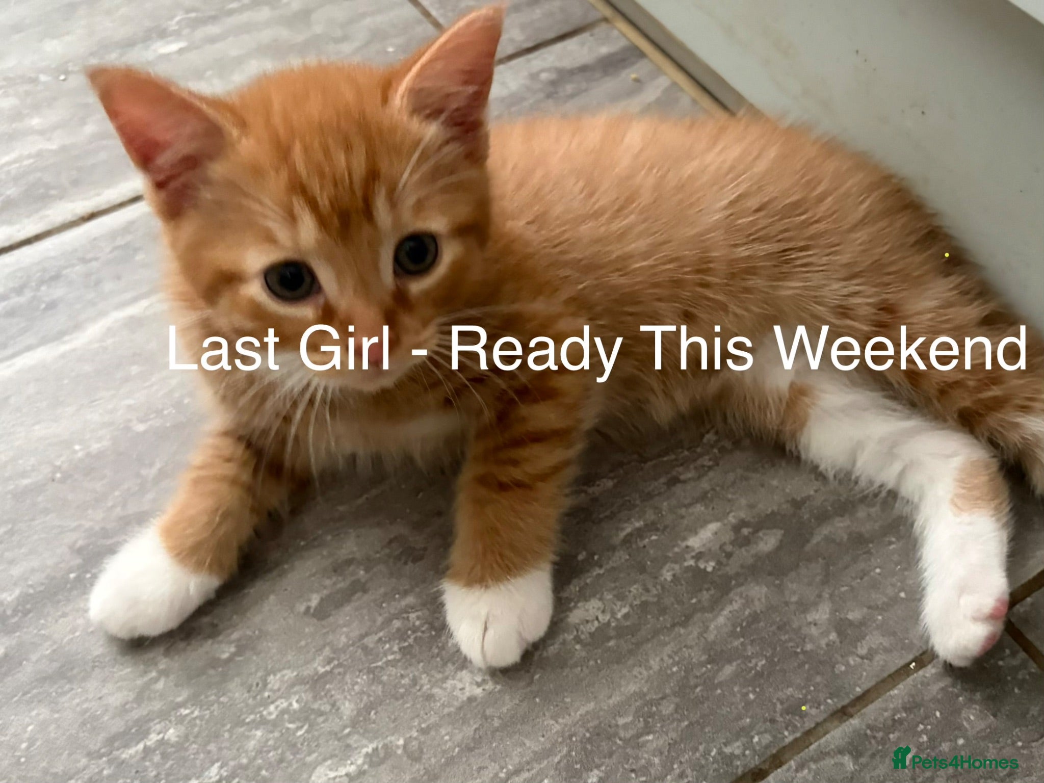 Mixed Breed cats UPDATE-NEW LITTER! Ginger Ragdoll x 9 available  - Advert 16