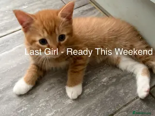 Mixed Breed cats UPDATE-NEW LITTER! Ginger Ragdoll x 9 available - Advert 16