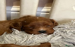 Cavapoo dogs for sale: Merlesque ⭐️⭐️⭐️⭐️⭐️F1 Cavapoos 200 DNA - Image 10