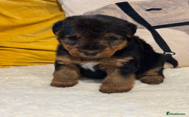 Welsh Terrier dogs Beautiful Welsh terrier puppies  - Advert 1