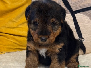 Welsh Terrier dogs Beautiful Welsh terrier puppies - Advert 1