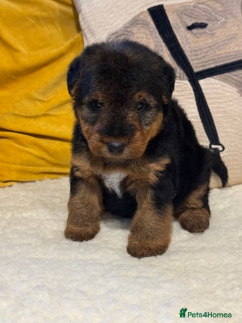 Welsh Terrier dogs Beautiful Welsh terrier puppies - Advert 1