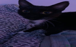 Mixed Breed cats for sale: Boggles the tuxedo cat  - Image 2