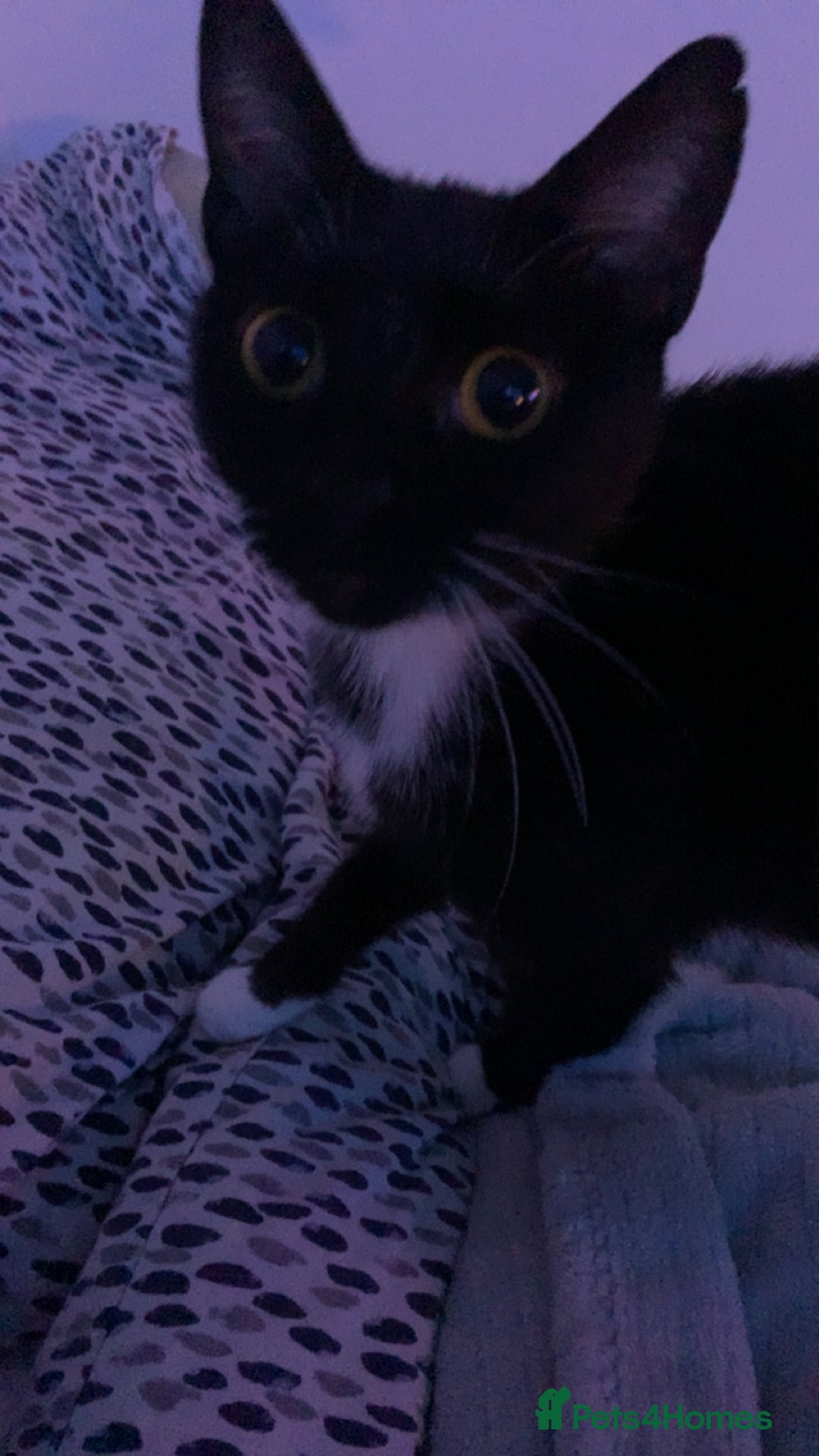 Mixed Breed cats for sale: Boggles the tuxedo cat  - Image 2