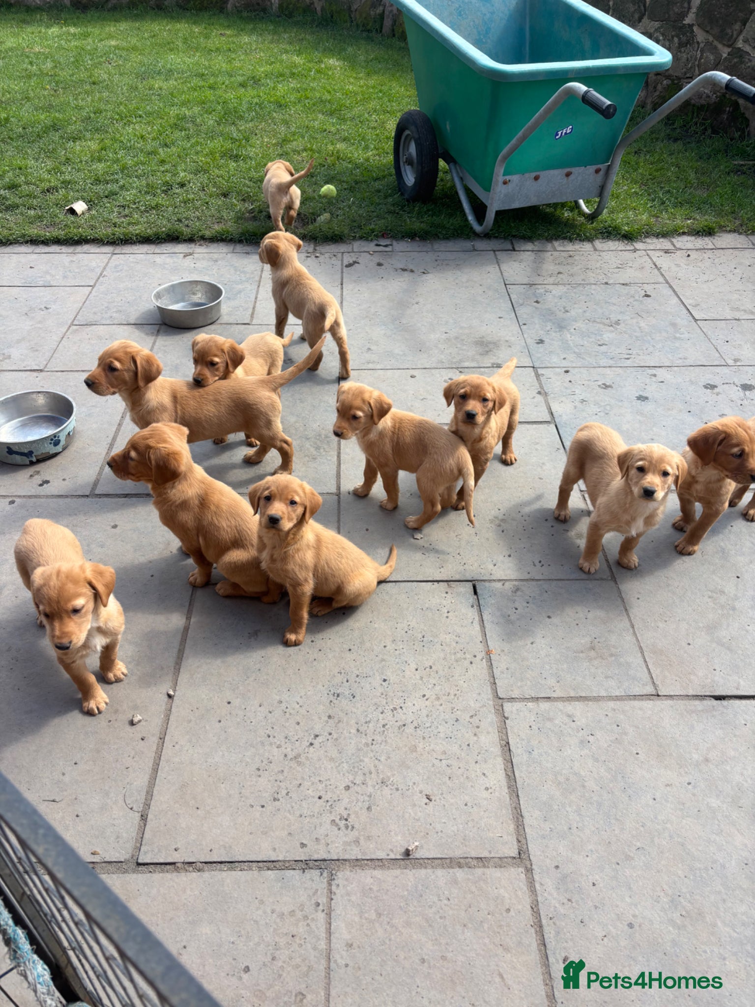 Goldador dogs ⭐️READY TO LEAVE⭐️F1 Goldadors Puppies⭐️ - Advert 1