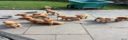 Goldador dogs for sale: ⭐️F1 Goldadors Puppies⭐️ - Advert 14