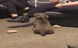 French Bulldog dogs for sale: Frenchy girls - Advert 4