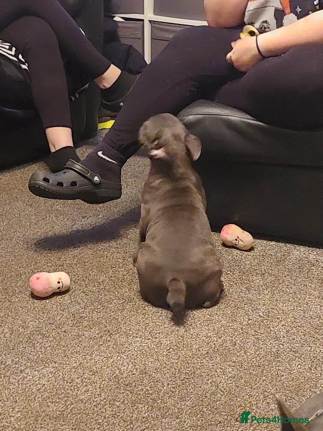 French Bulldog dogs for sale: Frenchy girls - Advert 4