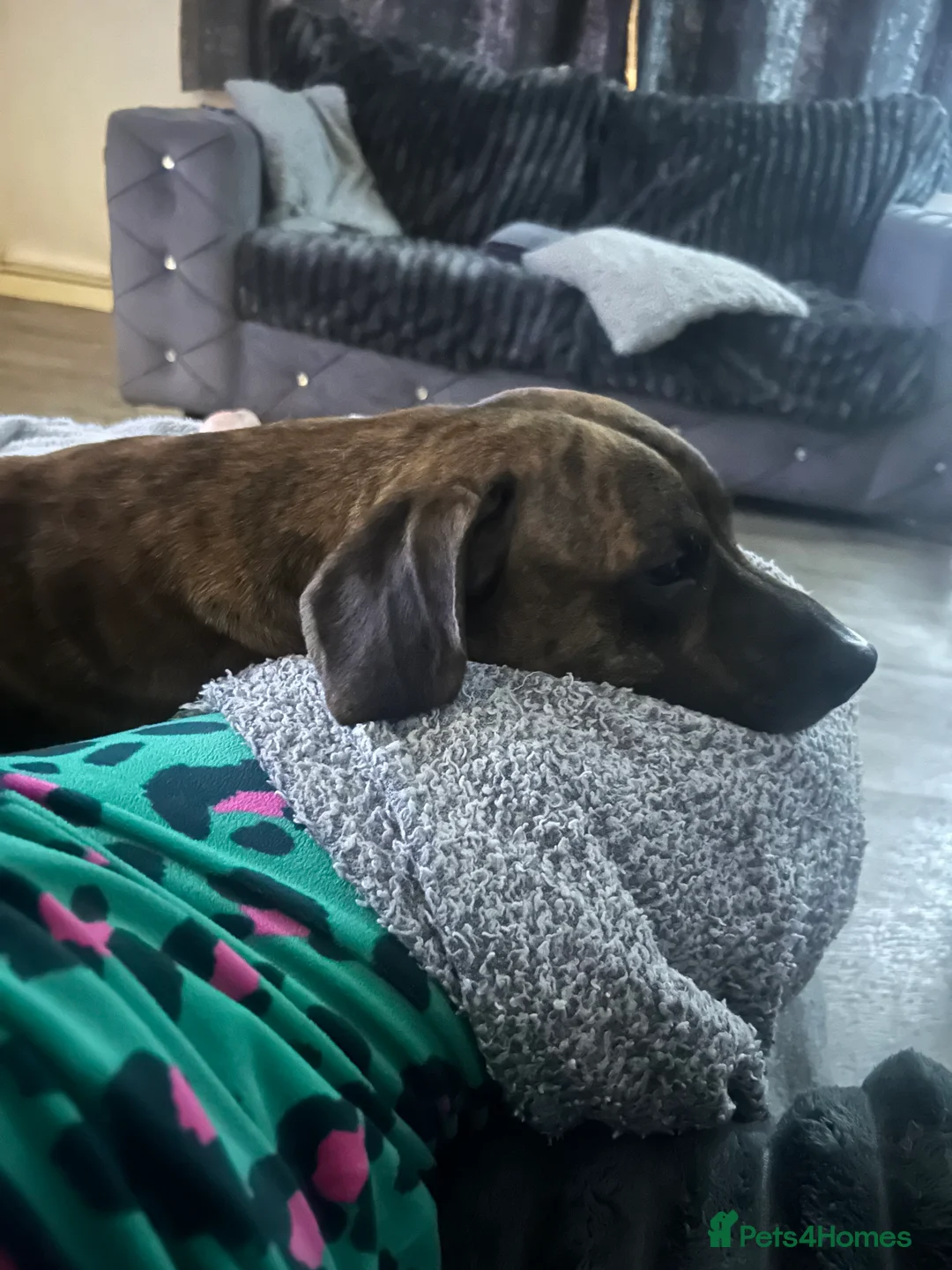 Mixed Breed dogs for sale: Milo 3yrs old staffy dash hound cross to rehome  - Advert 2