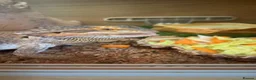 Bearded Dragon reptiles for sale: Male Bearded Dragon for sale  in Bristol - Advert 13