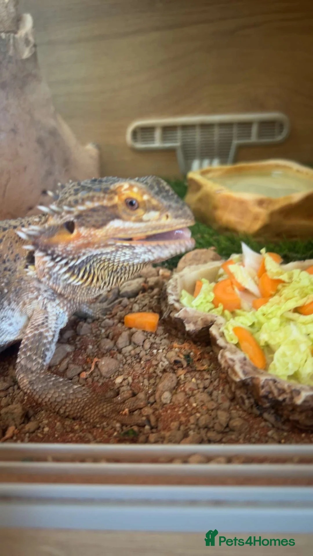 Bearded Dragon reptiles for sale: Male Bearded Dragon for sale  in Bristol - Advert 13