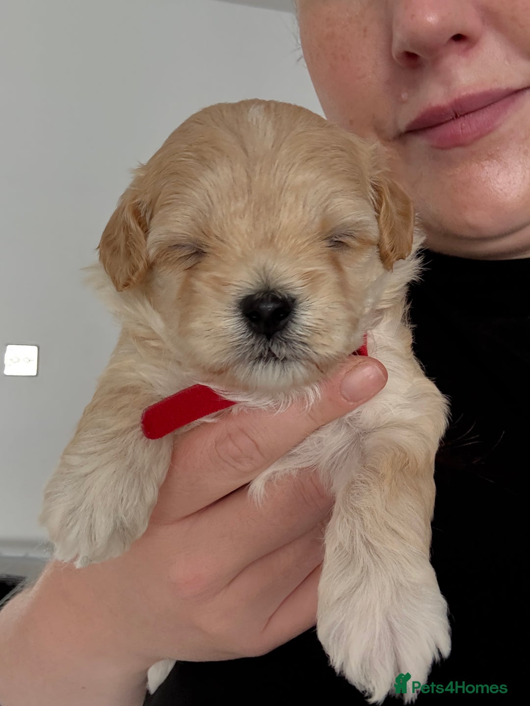 Maltipoo dogs for sale: Beautiful Male Maltipoo F1 Pups - Image 21