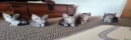 Maine Coon cats for sale: Purebred Maine Coon kittens - Advert 8
