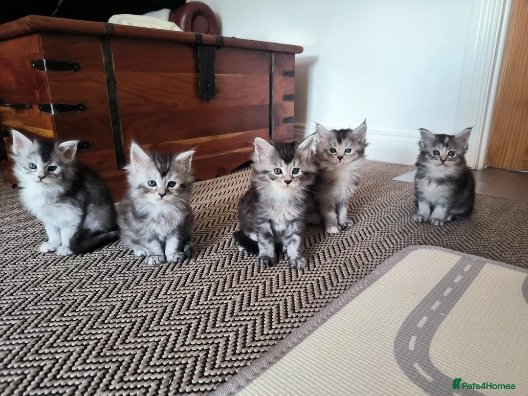Maine Coon cats for sale: Purebred Maine Coon kittens - Advert 8