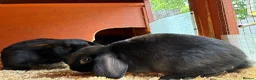 Mini Lop rabbits for sale: Baby mini lops / lion lops - Advert 5