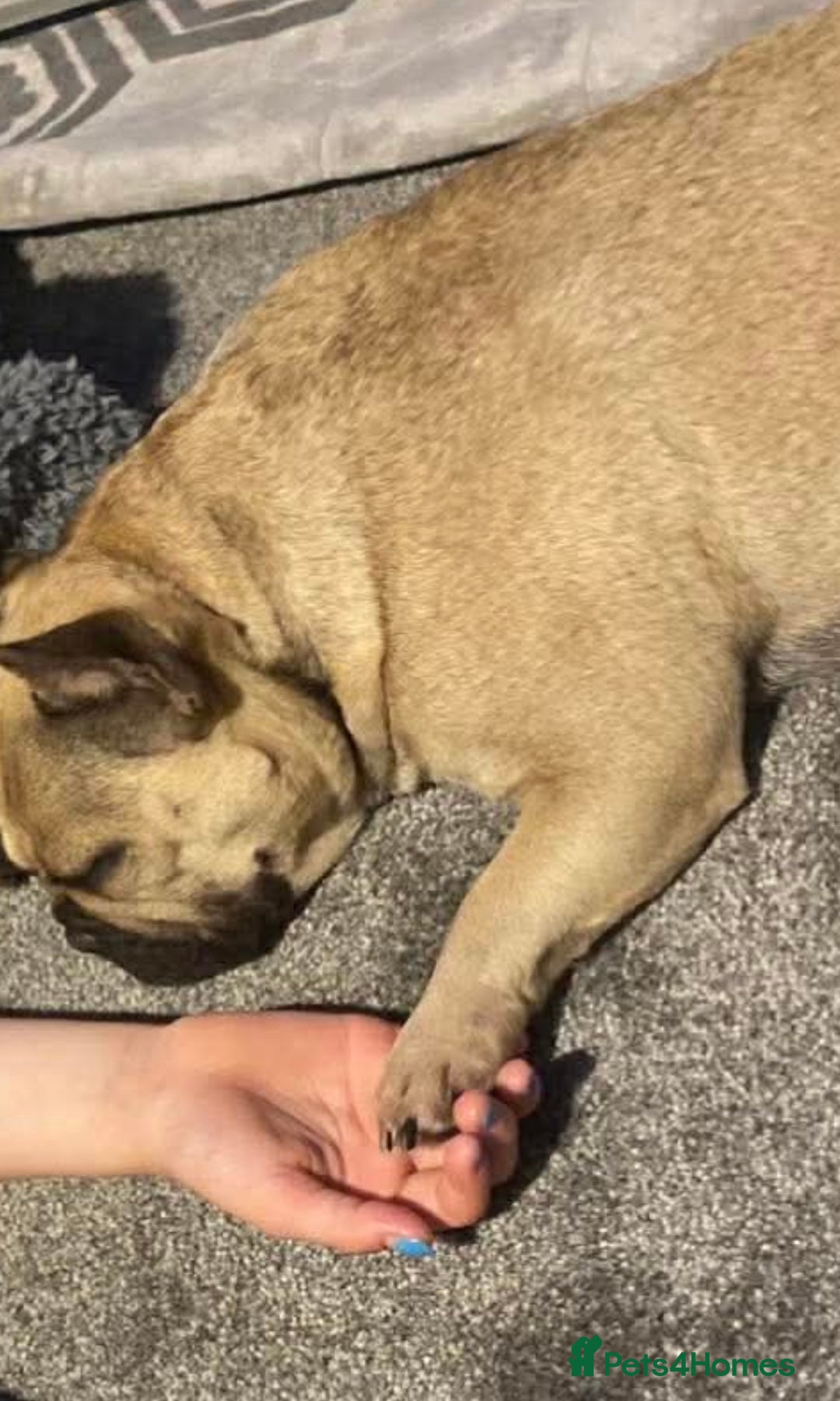 French Bulldog dogs for sale: French bulldog pup - Advert 4