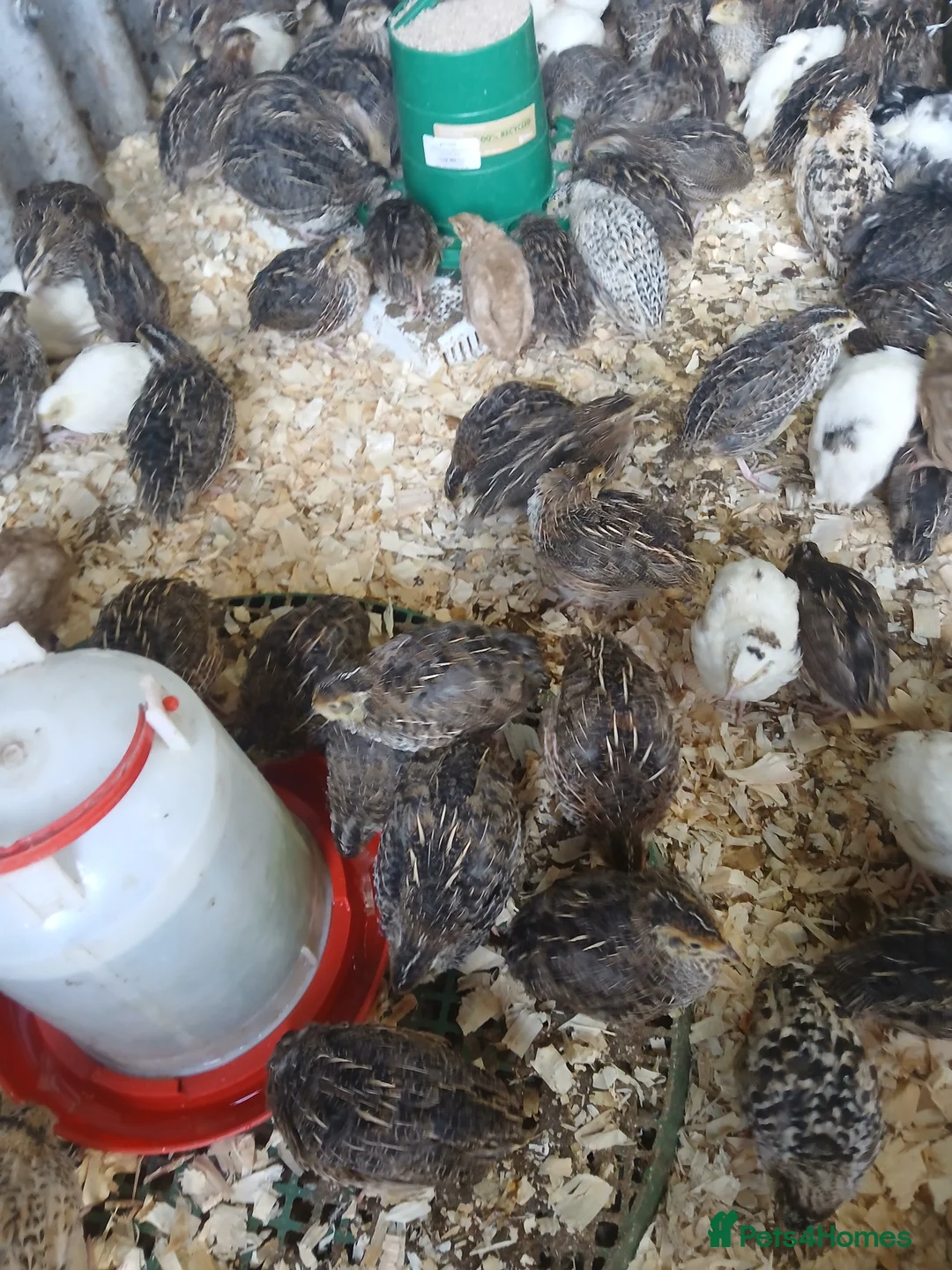 Quail poultry for sale: Lots of quail available - Advert 1