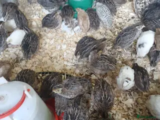 Quail poultry Lots of quail available - Advert 1