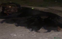 Rottweiler dogs for sale: 5 chunky pure pedigree Rottweiler pups - Image 2