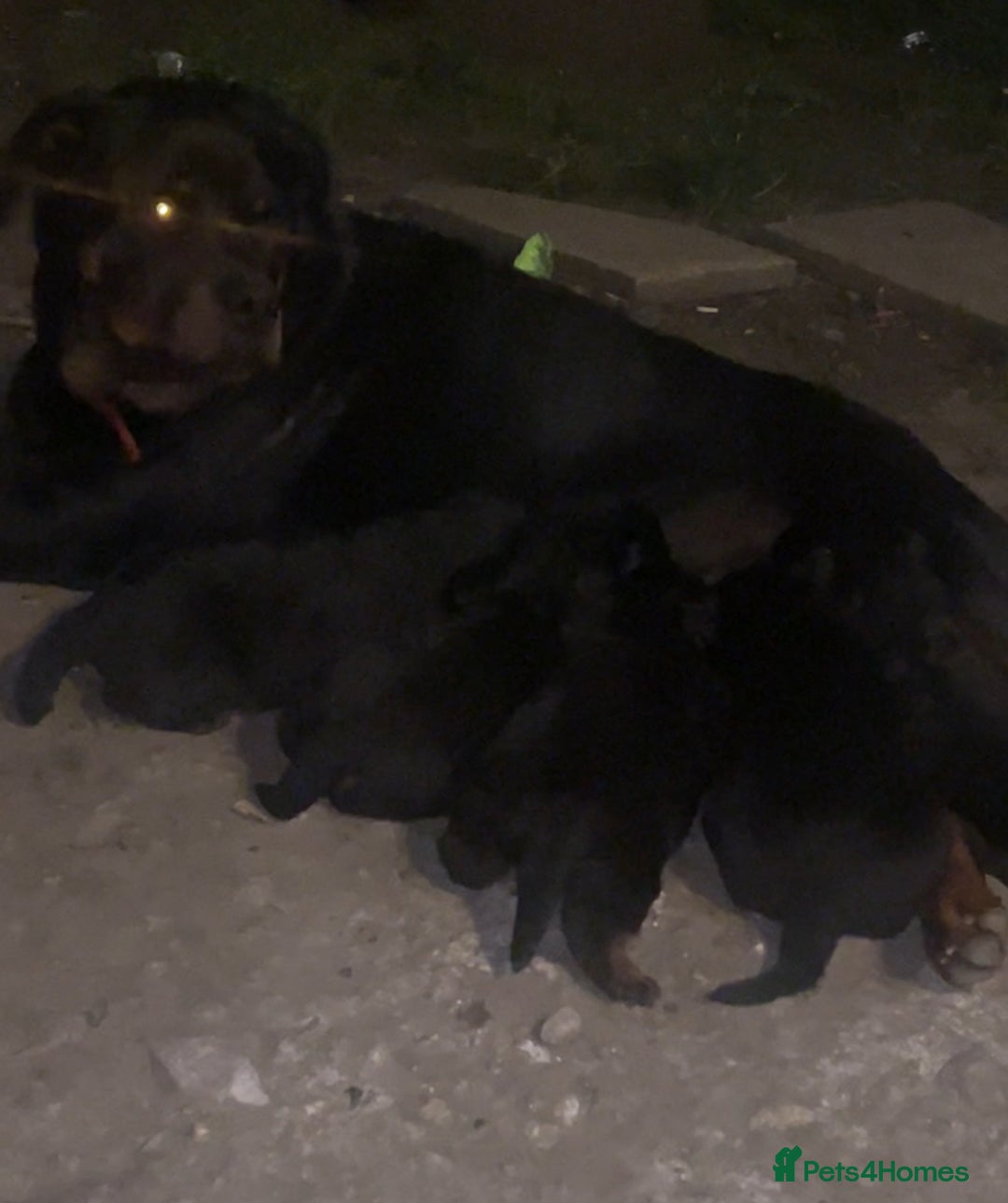 Rottweiler dogs for sale: 5 chunky pure pedigree Rottweiler pups - Image 2