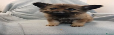 German Shepherd 2