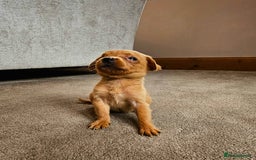 Labrador Retriever dogs for sale: THE LAST KC FOX RED GIRL READY TO LEAVE NOW  - Image 7