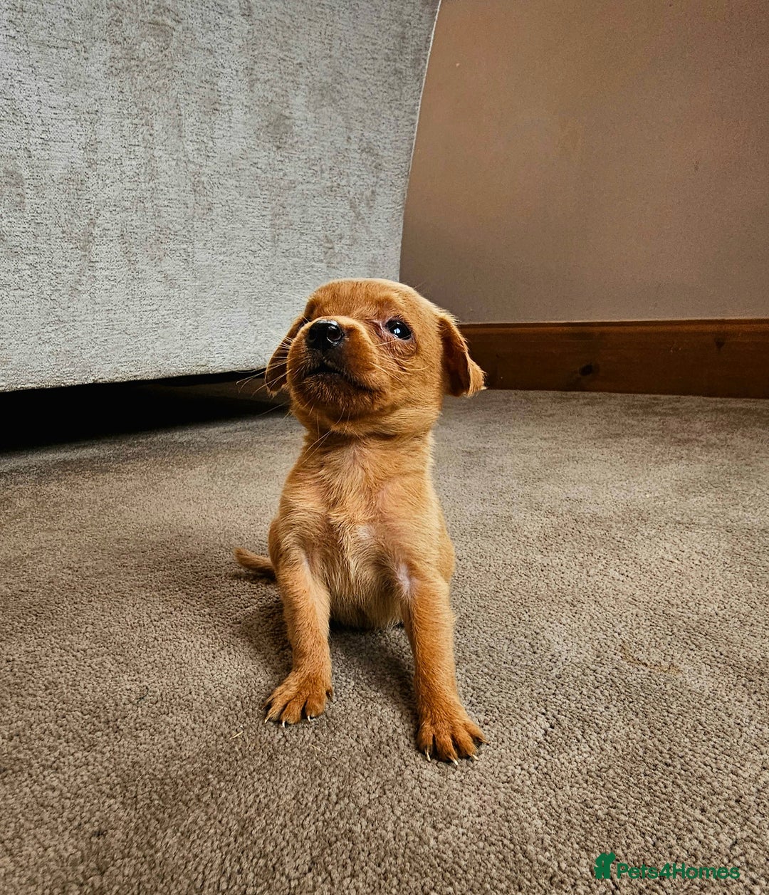 Labrador Retriever dogs for sale: THE LAST KC FOX RED GIRL READY TO LEAVE NOW  - Image 7