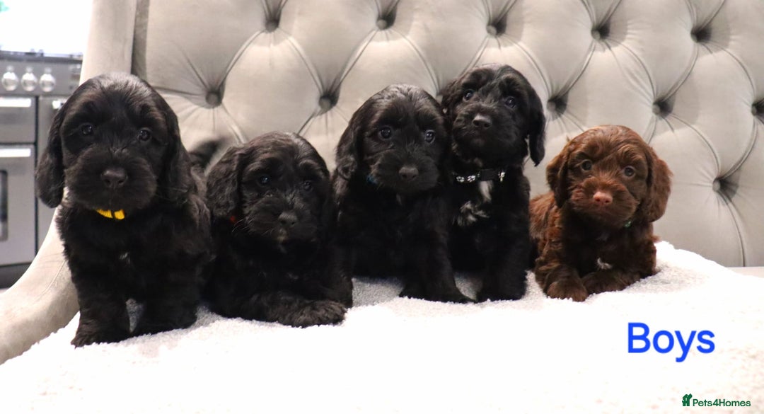 Cockapoo dogs for sale: Beautiful Cockapoos looking for their forever home - Advert 14