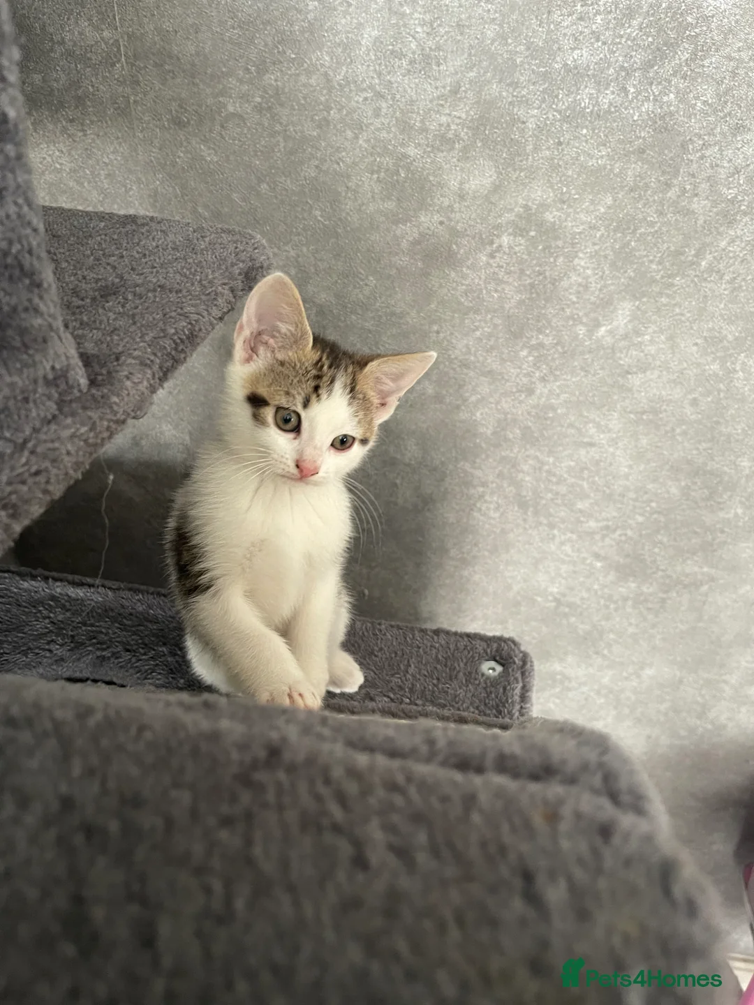 Mixed Breed cats for sale: 3 beautiful kittens  - Advert 2