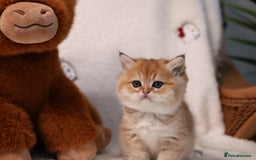 British Shorthair cats for sale: ❤️ British shorthair kittens  - Advert 7