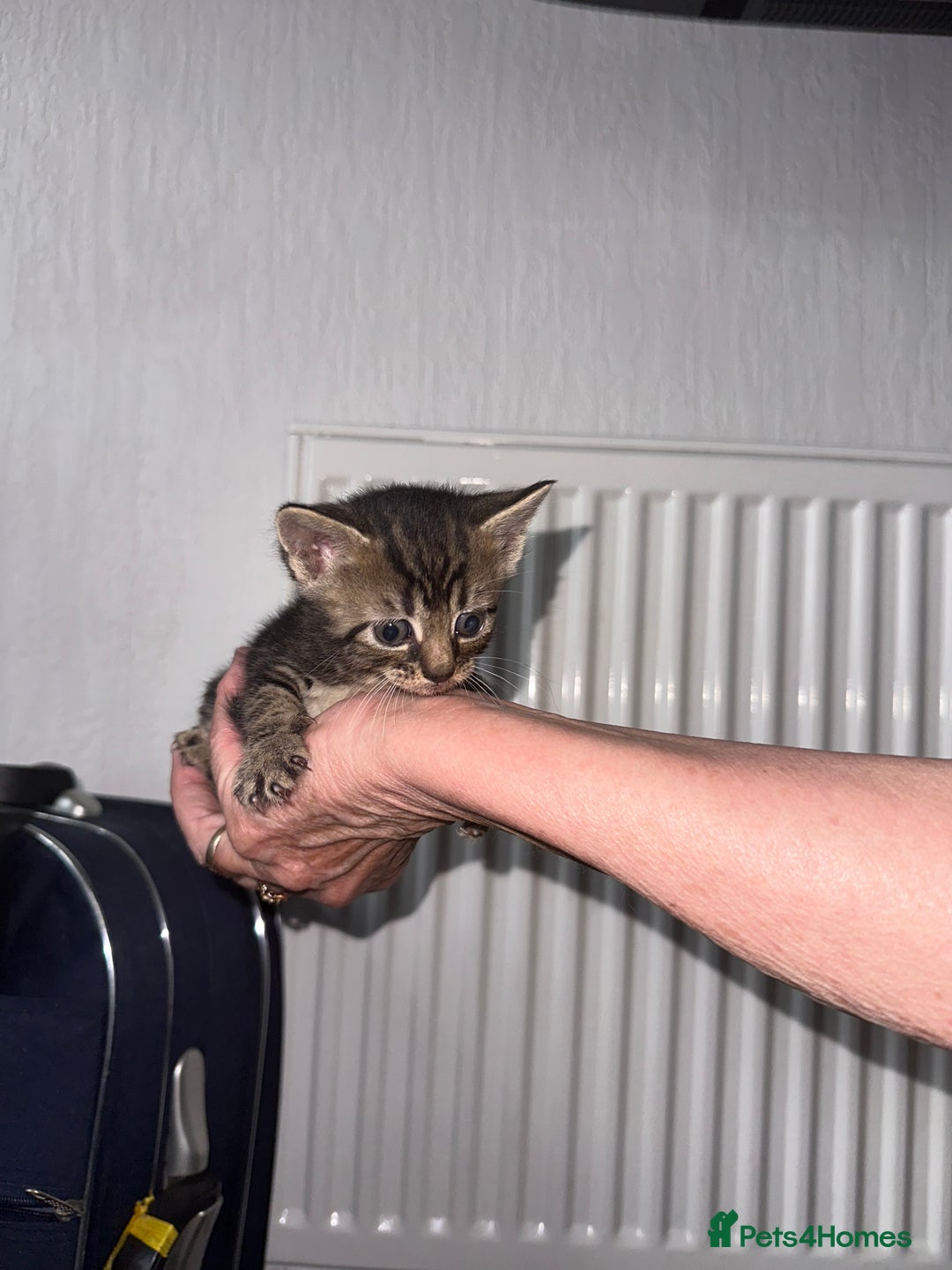 Mixed Breed cats for sale: KITTENS FOR SALE 400£ - Image 4