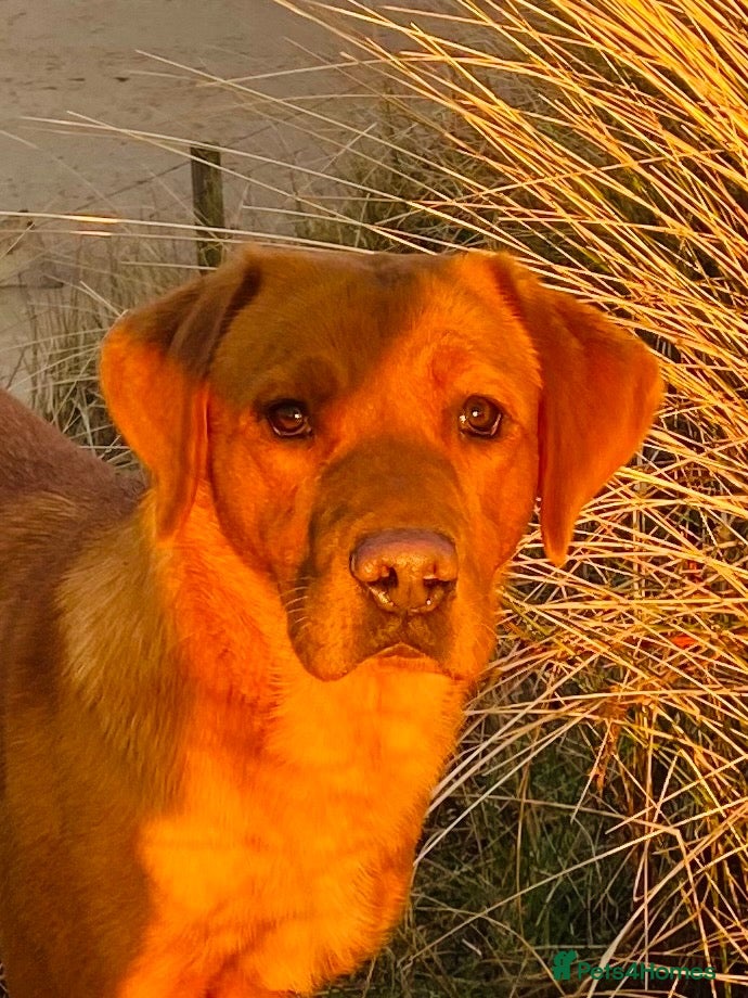 Labrador Retriever dogs KC registered hereditary clear pups. - Advert 1