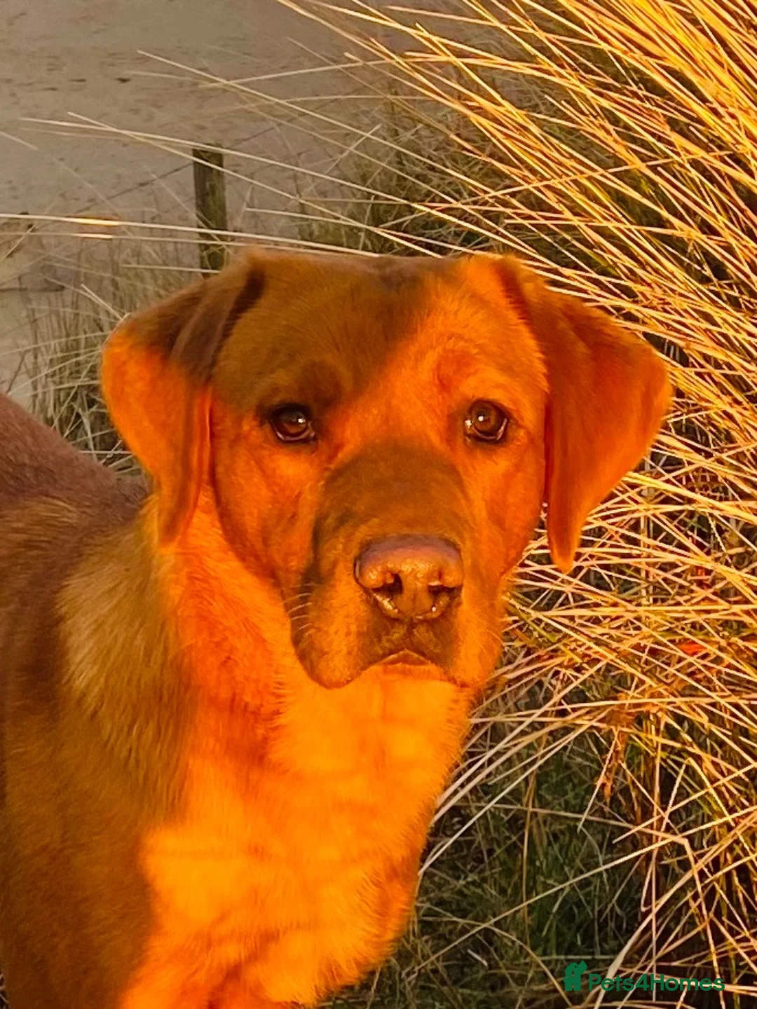 Labrador Retriever dogs for sale: KC registered hereditary clear pups. in Morpeth - Advert 1