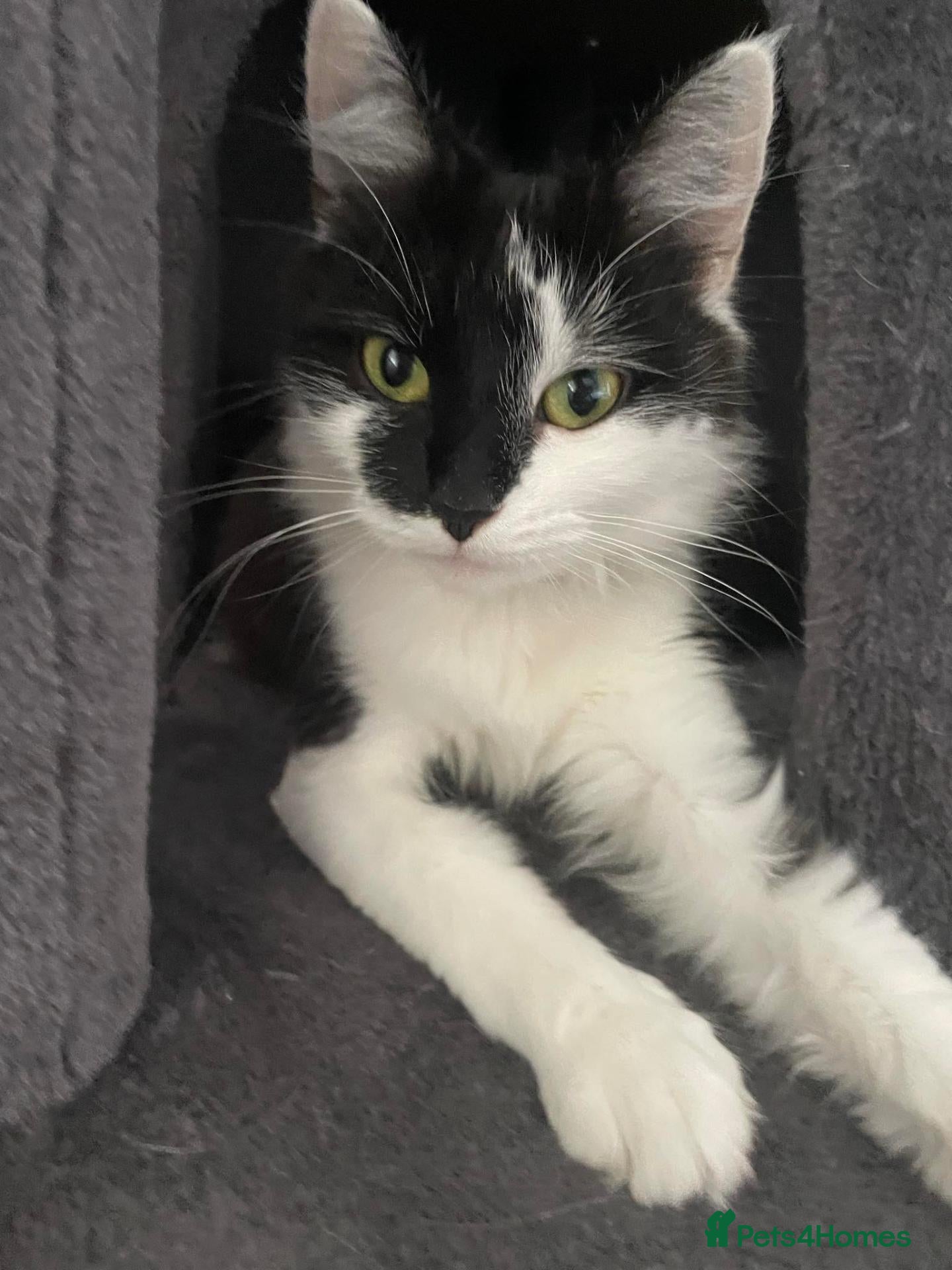 Mixed Breed cats Siberian Cross  female  - Advert 1