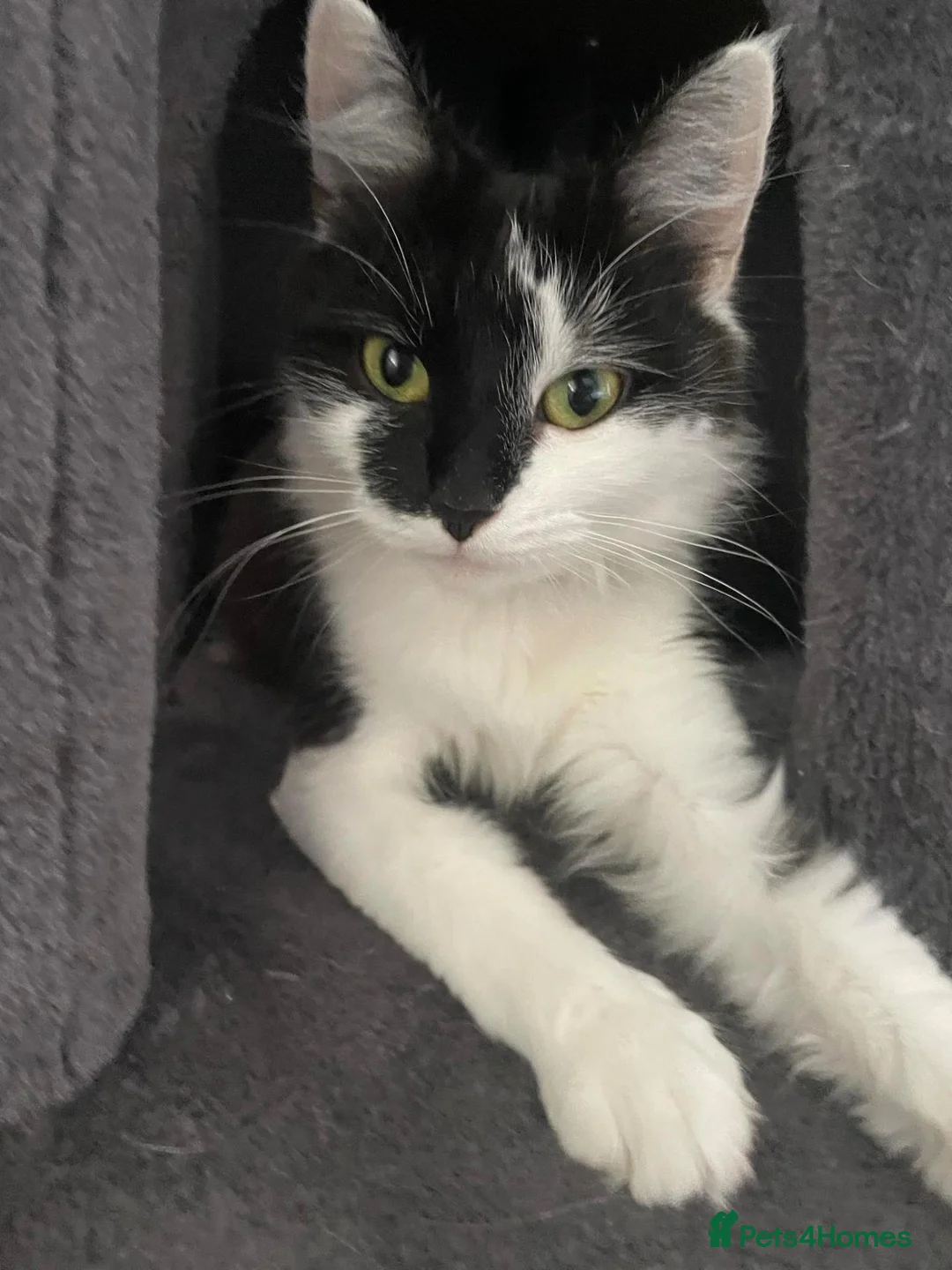 Mixed Breed cats for sale: Siberian Cross  female  - Advert 1
