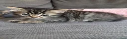 British Shorthair cats for sale: Friendly family-raised kittens ready now  - Advert 9