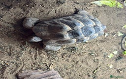 Tortoise reptiles for sale: Two Friendly Female Spur- thighed tortoises.  - Advert 3