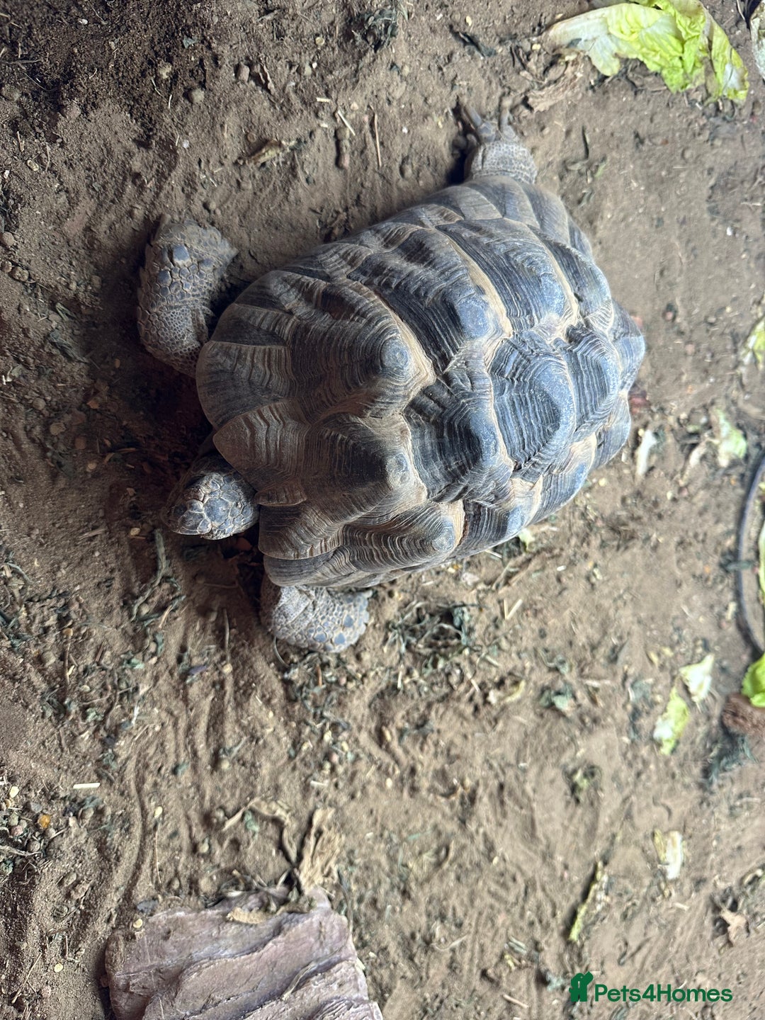 Tortoise reptiles for sale: Two Friendly Female Spur- thighed tortoises.  - Advert 3