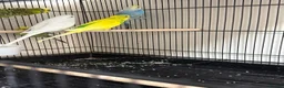 Budgerigars birds for sale: 🐦 BEAUTIFUL BUDGIES – READY FOR NEW HOMES 🐦 in Enfield - Advert 4