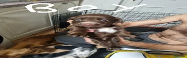 Cocker Spaniel 2