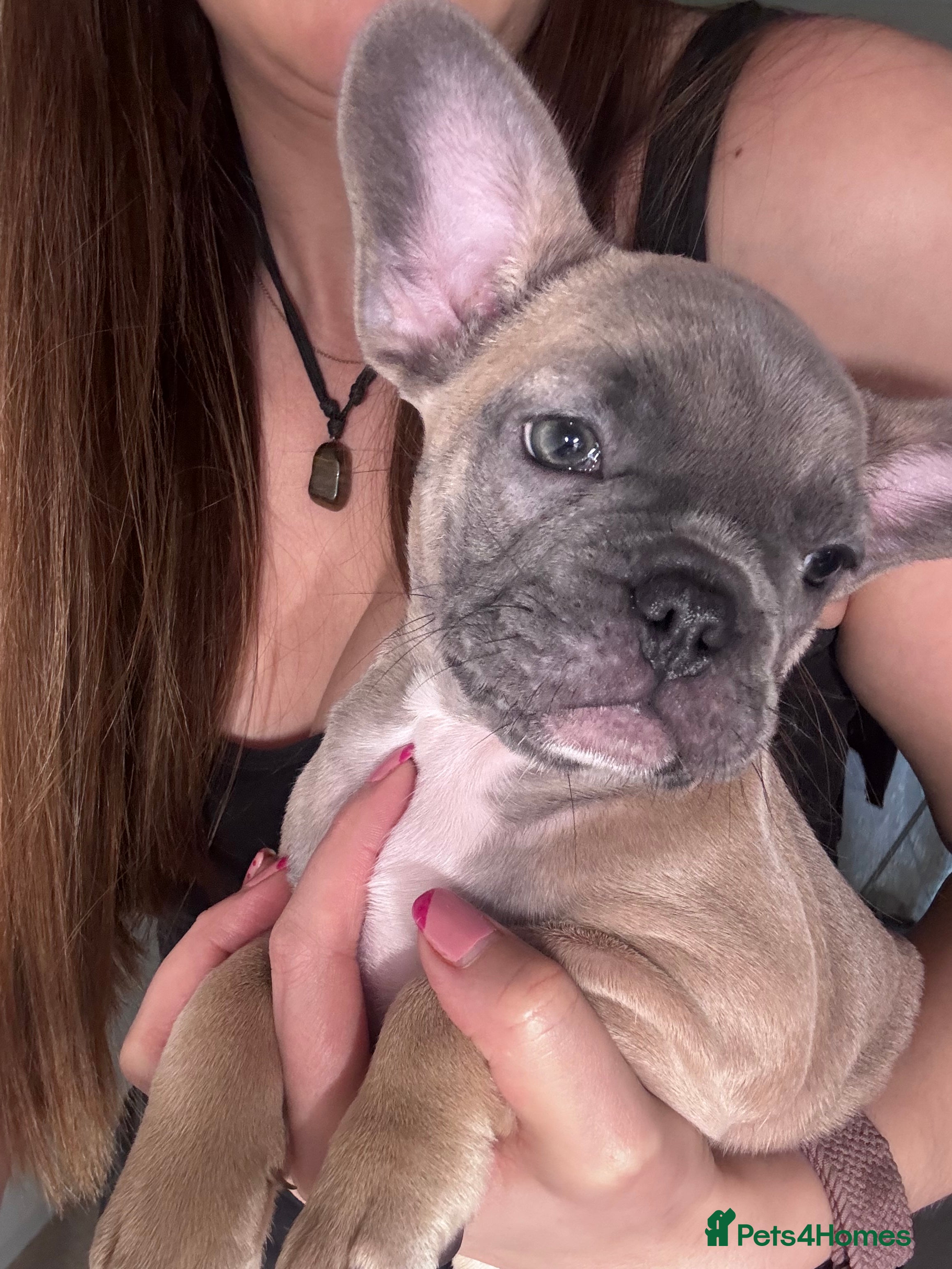 French Bulldog dogs French Bulldog puppies for sale 1 LEFT  - Advert 15