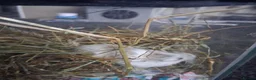 Hamster rodents for sale: Male Robo Hamster 4 months - Advert 2