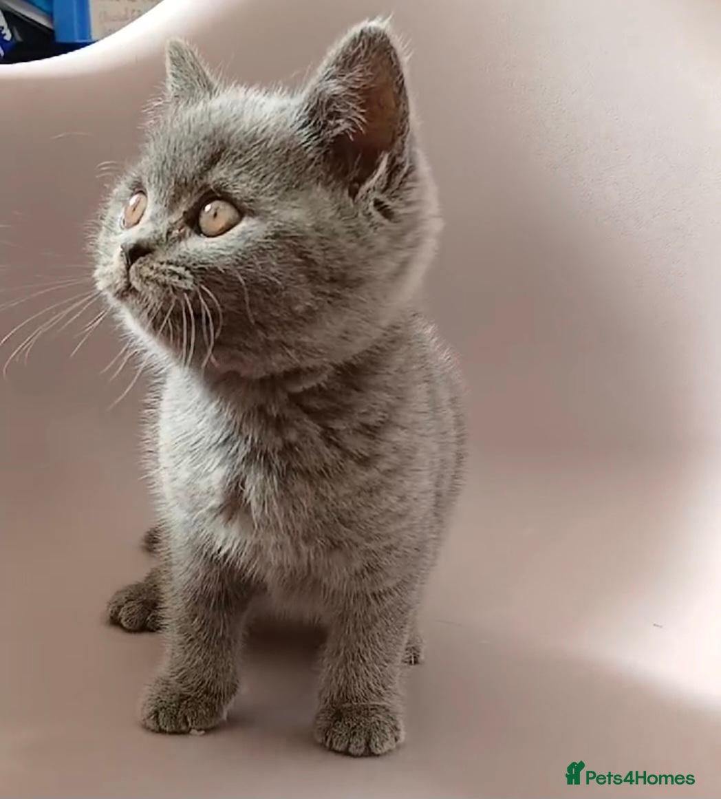British Shorthair cats 💙 LAST BLUE BRITISH SHORTHAIR BOY AVAILABLE 💙 - Advert 7
