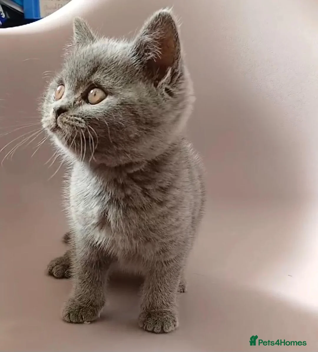British Shorthair cats for sale: 💙 LAST BLUE BRITISH SHORTHAIR BOY AVAILABLE 💙 - Advert 1
