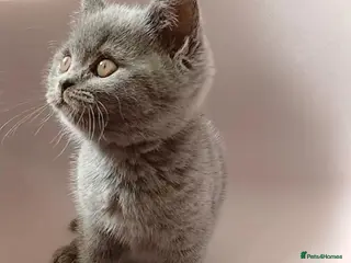 British Shorthair cats 💙 LAST BLUE BRITISH SHORTHAIR BOY AVAILABLE 💙 - Advert 2
