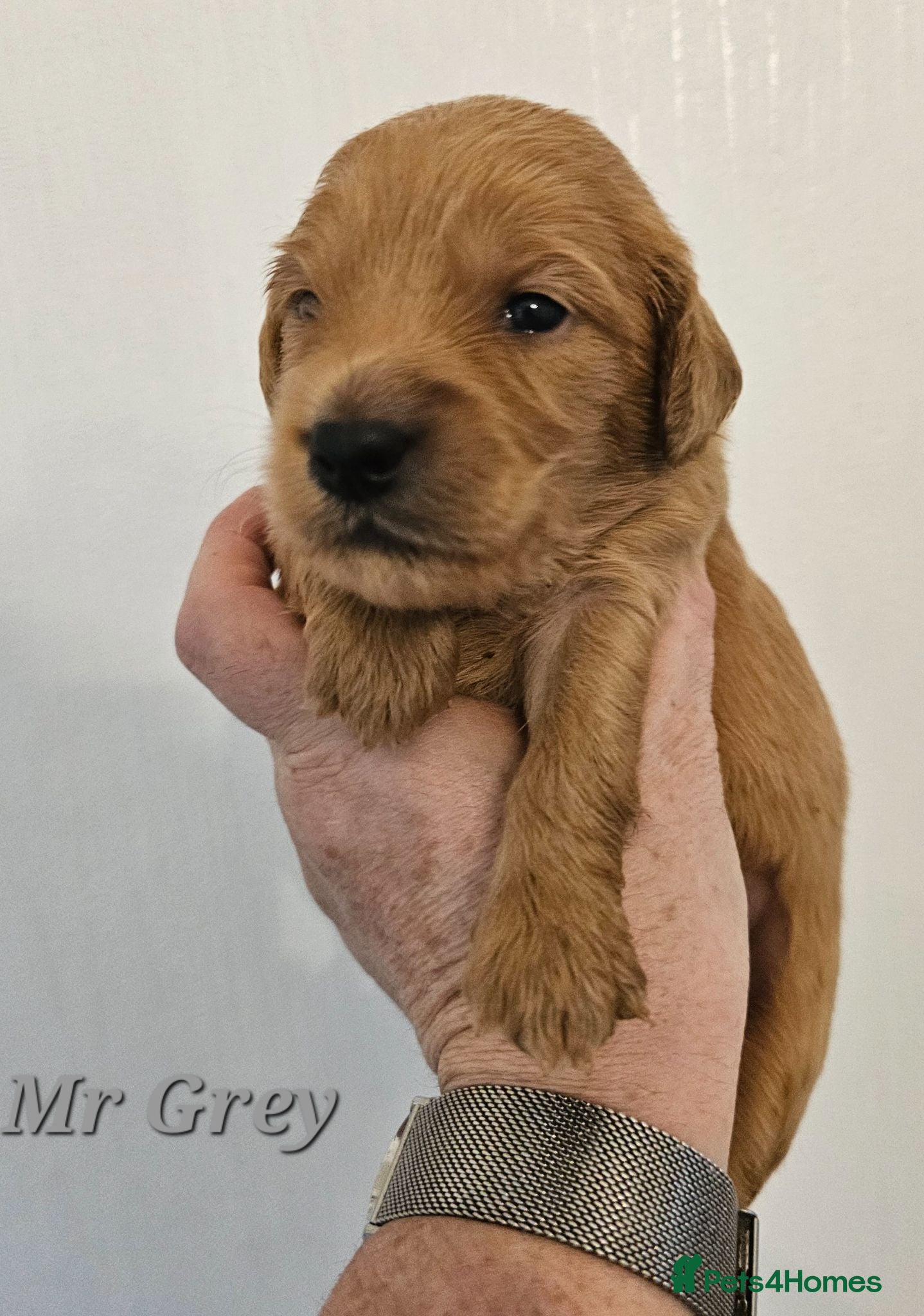 Mini Goldendoodle dogs Goldendoodle F1b  - Advert 1