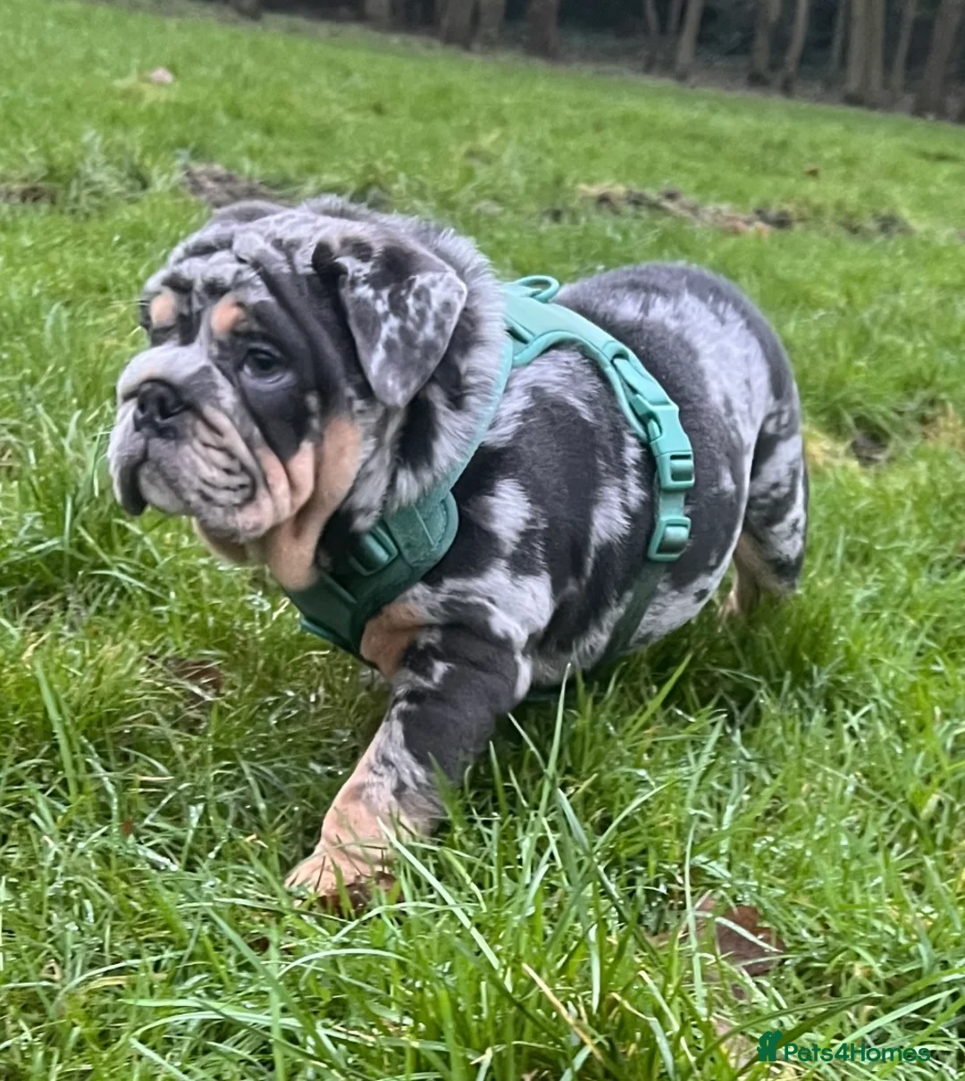 English Bulldog dogs for stud: Blue, Lilac & Tan Merle British Bulldog |STUD ONLY - Advert 13