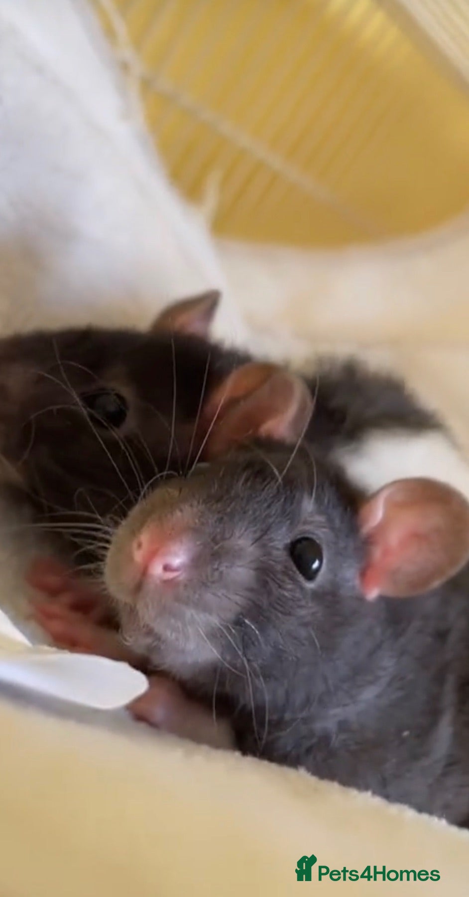 Rat rodents Faith and hope  - Advert 1