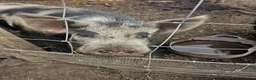 Pig livestock for sale: Kunekune pigs  - Advert 5